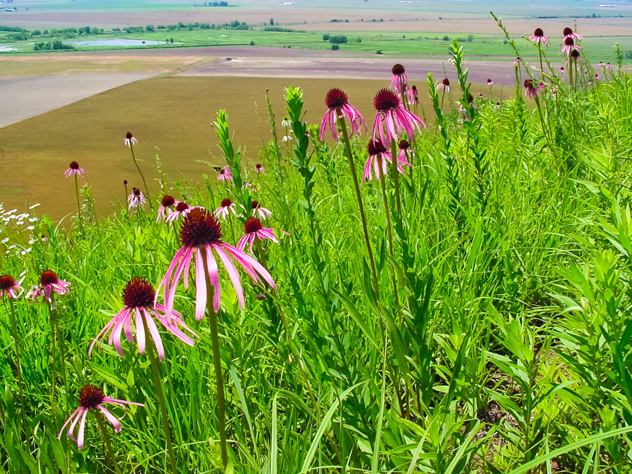 Martin Kemper: American Bottoms and Pale Purple Coneflowers. Monroe County.