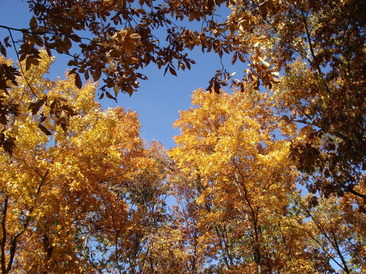 Kay Courtney: Fall Foliage. Monroe County.