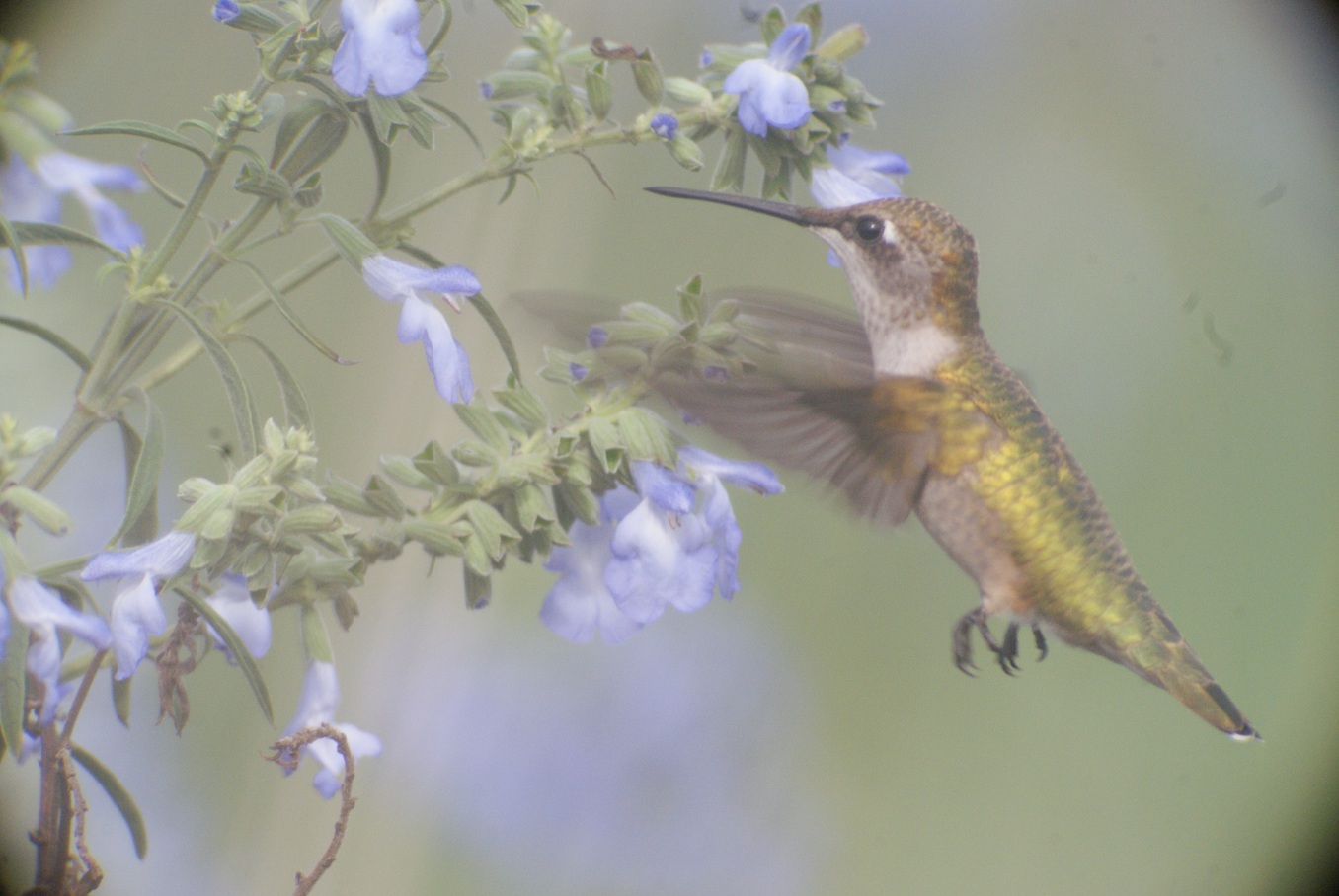Tim Dever: Hummingbird and Blue Salvia. St. Clair County.