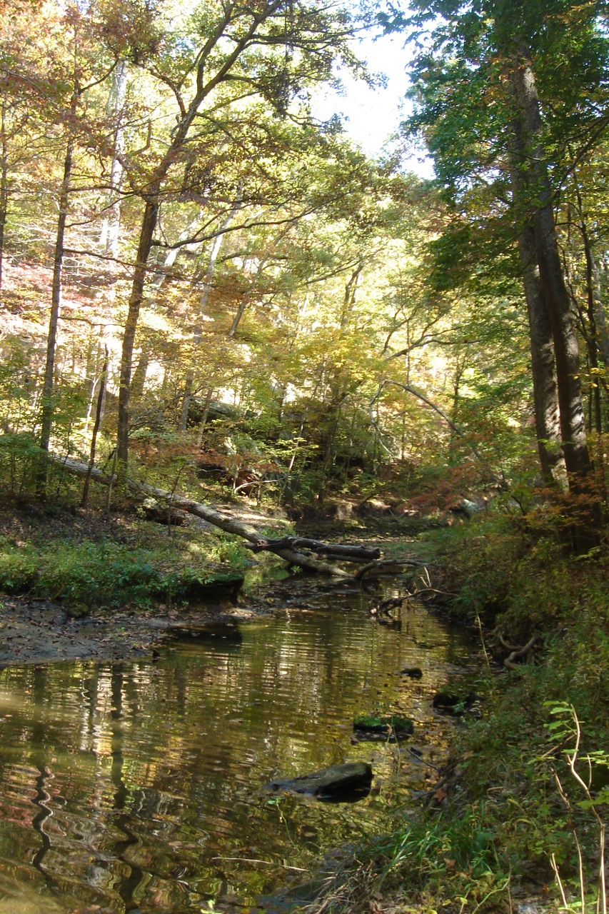 Ned Siegel: Piney Creek Ravine Nature Preserve 2. Randolph County.