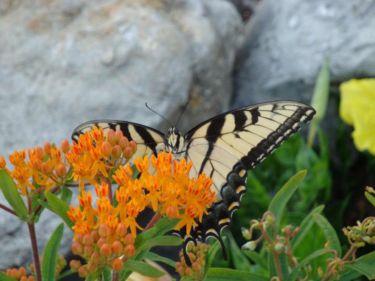 Susan Barker: Tiger Swallowtail Butterfly on Butterfly Weed.