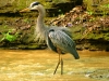 Paul Feldker: Great Blue Heron at Bond Creek. Monroe County.