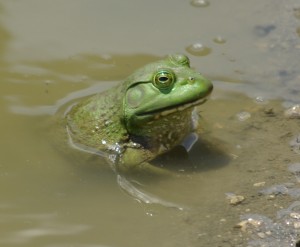 bullfrog, P. DauBach