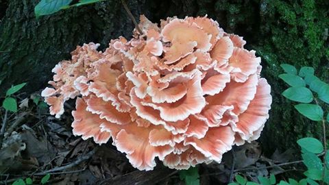 Image result for pink chicken of the woods