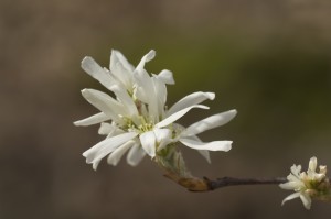 amelanchior flower, T. Rollins