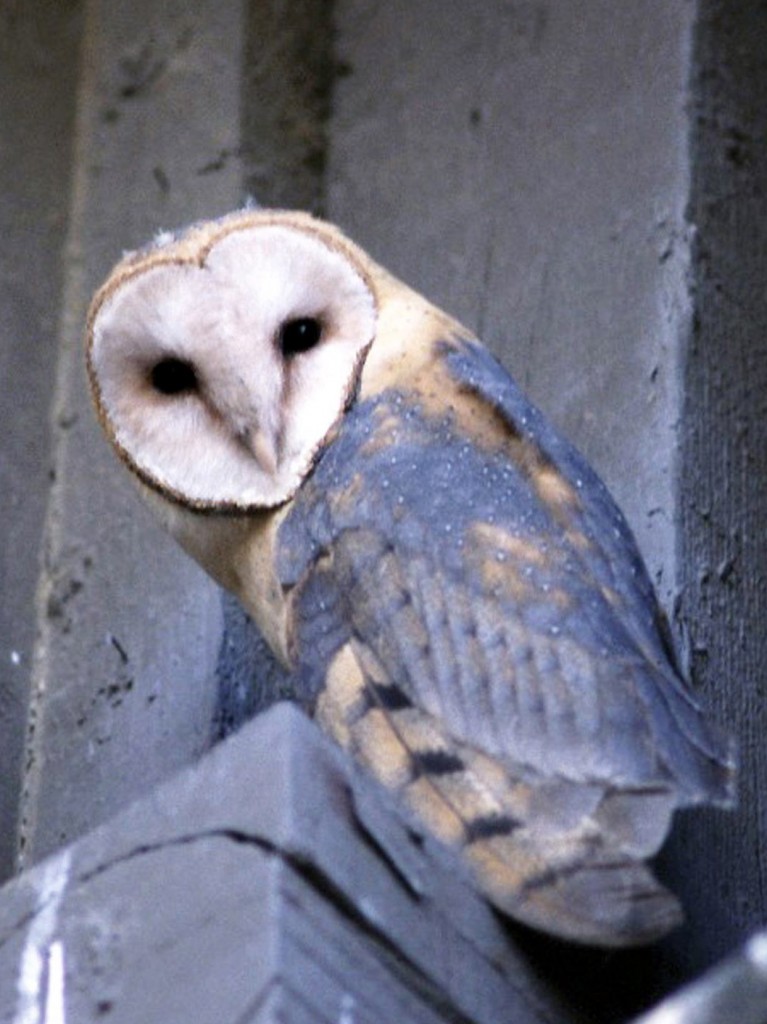 Barn owl, T. Spivey