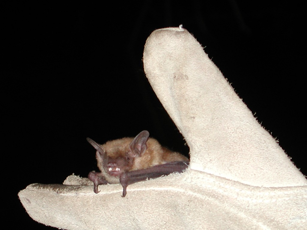 Bat close-up, J. Hofmann