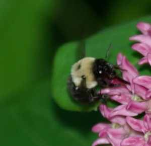 Bee, P. DauBach
