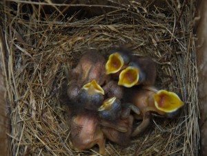 hungry chicks, T. Rollins