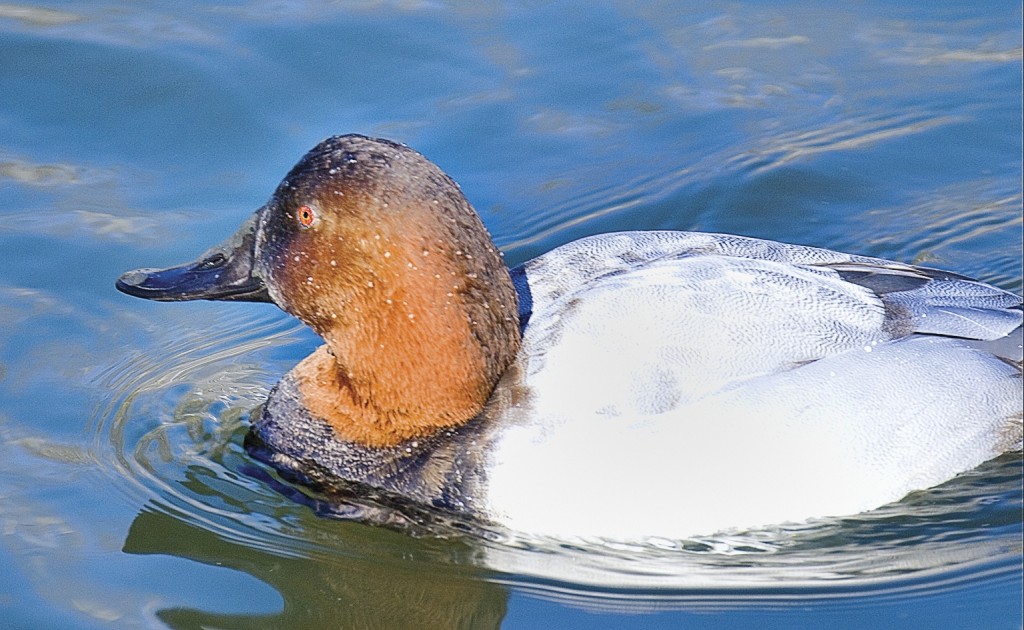 canvasback, T. Rollins