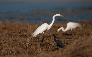 Great egrets and Little Blue heron, T. Rollins