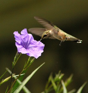 hummingbird, P. Feldker