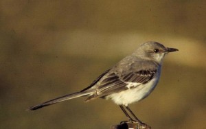 northern mockingbird, A. Viola