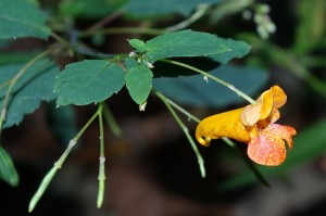 orange jewelweed, P. DauBach