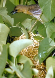 oriole and nest, K. Gale