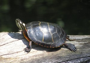 painted turtle, R. Ottens