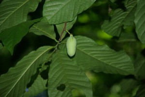 Pawpaw fruit & leaves, P. DauBach