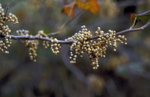poison ivy berries, Ohio St.
