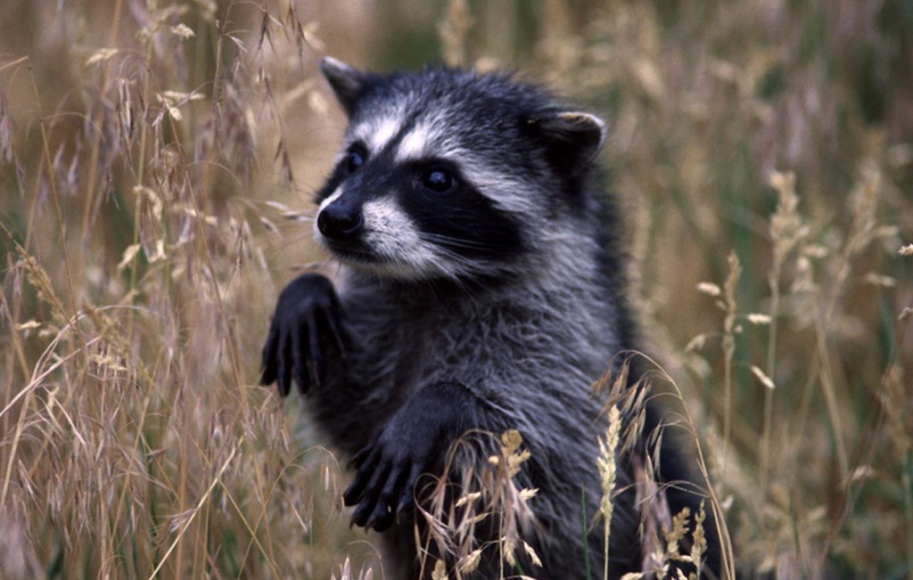 raccoon, T. Spivey