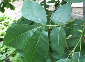 Shagbark leaf, P. Wray