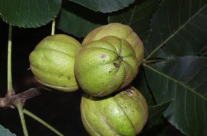 hickory nuts, P. Wray