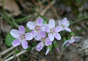 Spring Beauty Flower, P. Feldker