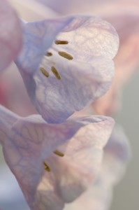 bluebell close-up, T. Rollins
