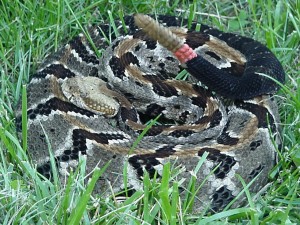 timber rattlesnake with ID, S. Ballard