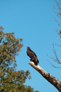 vulture, T. Rollins
