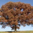 White oak, P. DauBach