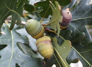 White oak acorns, P. Wray