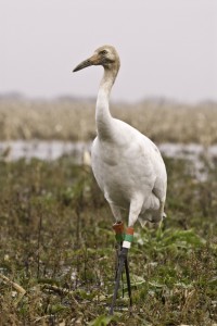 whooping cranes, T. Rollins