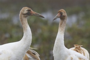 whooping cranes, T. Rollins