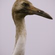 Whooping Crane, T. Rollins