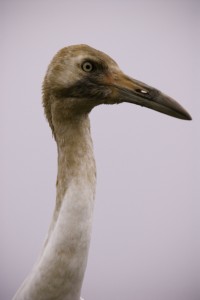 Whooping Crane, T. Rollins
