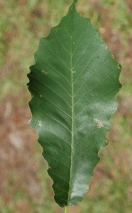 chinkapin leaf, C. Evans