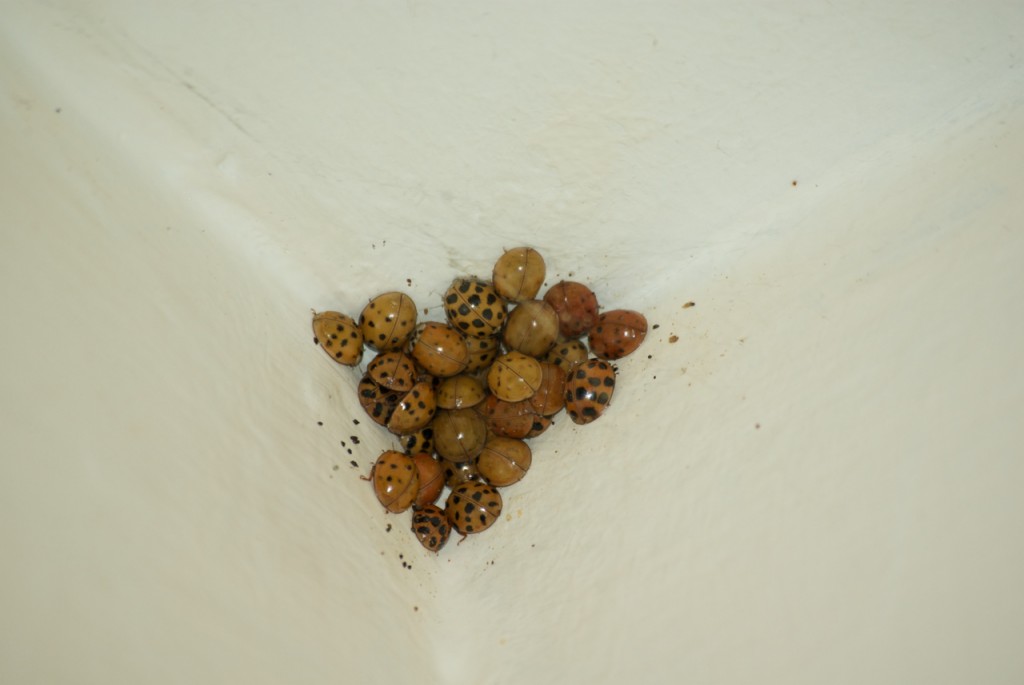 Lady-bugs in corner, P. DauBach
