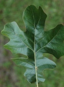 post oak leaf, C. Evans