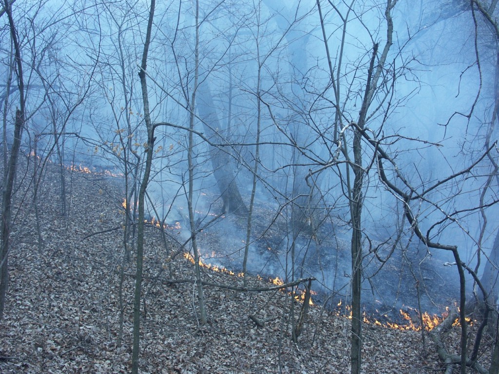 woodland fire, D. FitzWilliam