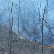 woodland fire, D. FitzWilliam