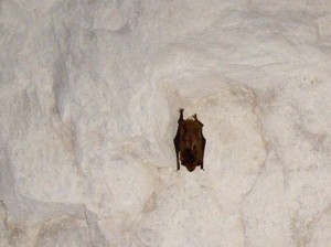 Bat at the former White Mine, P. DauBach