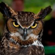 Great-horned owl, T. Rollins