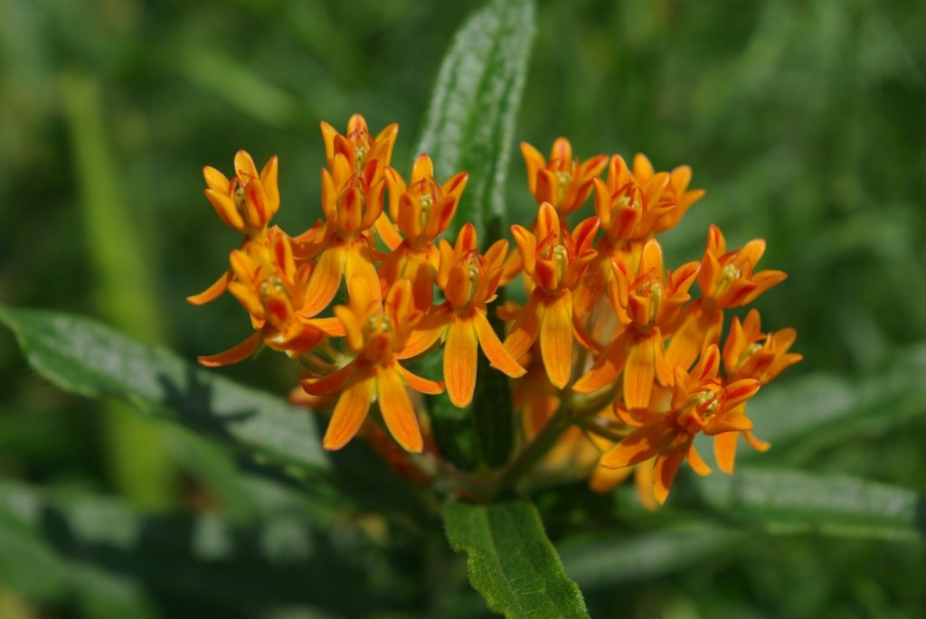 Butterfly weed. P. DauBach
