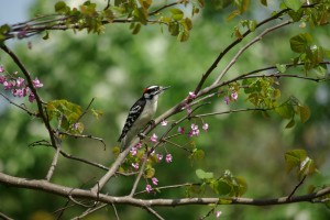 woodpecker, P. DauBach