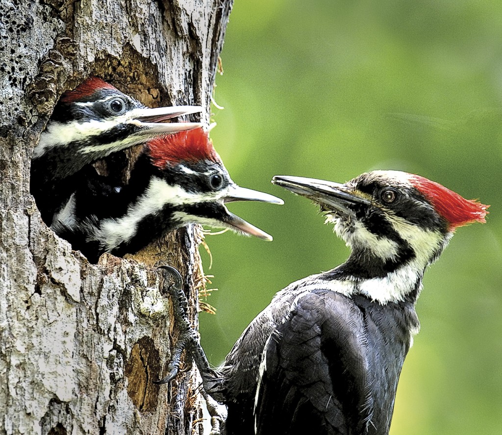 Pileated with chicks, T. Rollins