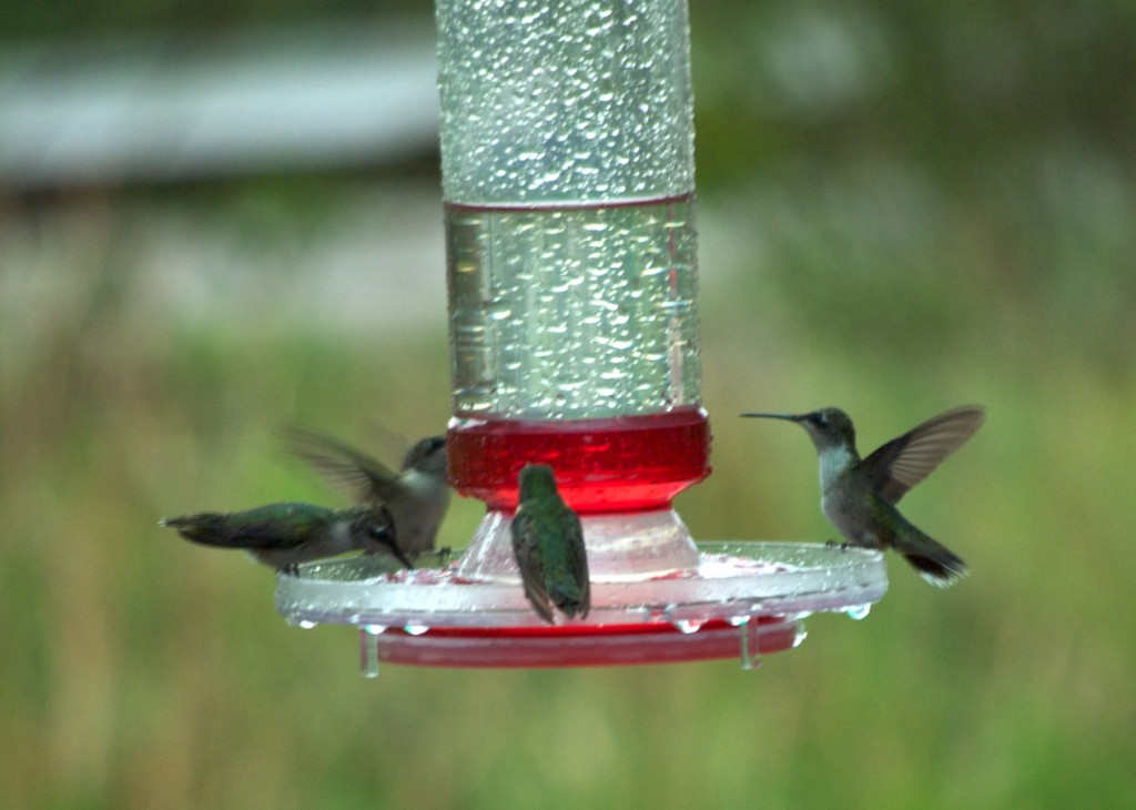 hummers at feeder