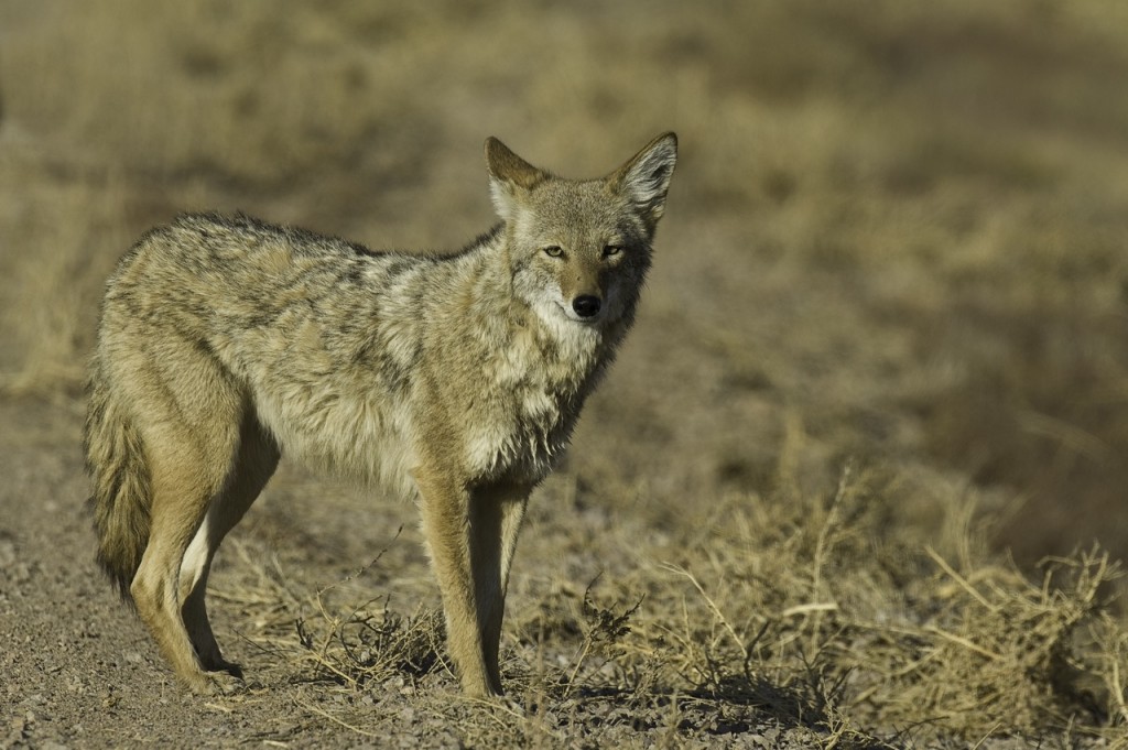 coyote, T.Rollins