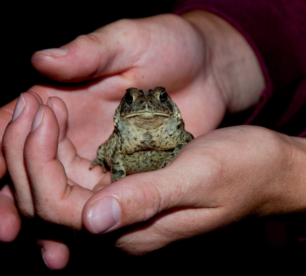 American toad, T. Rollins