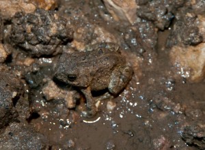 Fowler's toad, T. Rollins