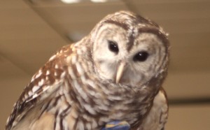barred owl, P. Feldker